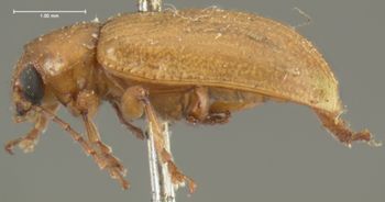 Media type: image;   Entomology 5062 Aspect: habitus lateral view